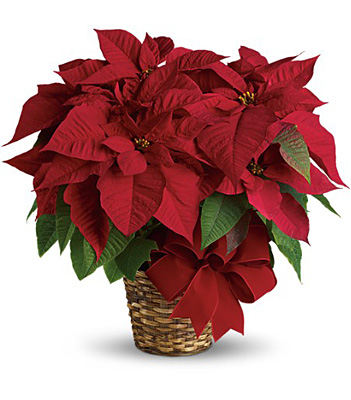 Red Poinsettia from Bakanas Florist & Gifts, flower shop in Marlton, NJ